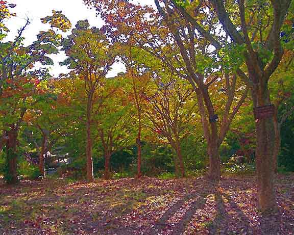 芦屋プラン株式会社 宇治市植物公園